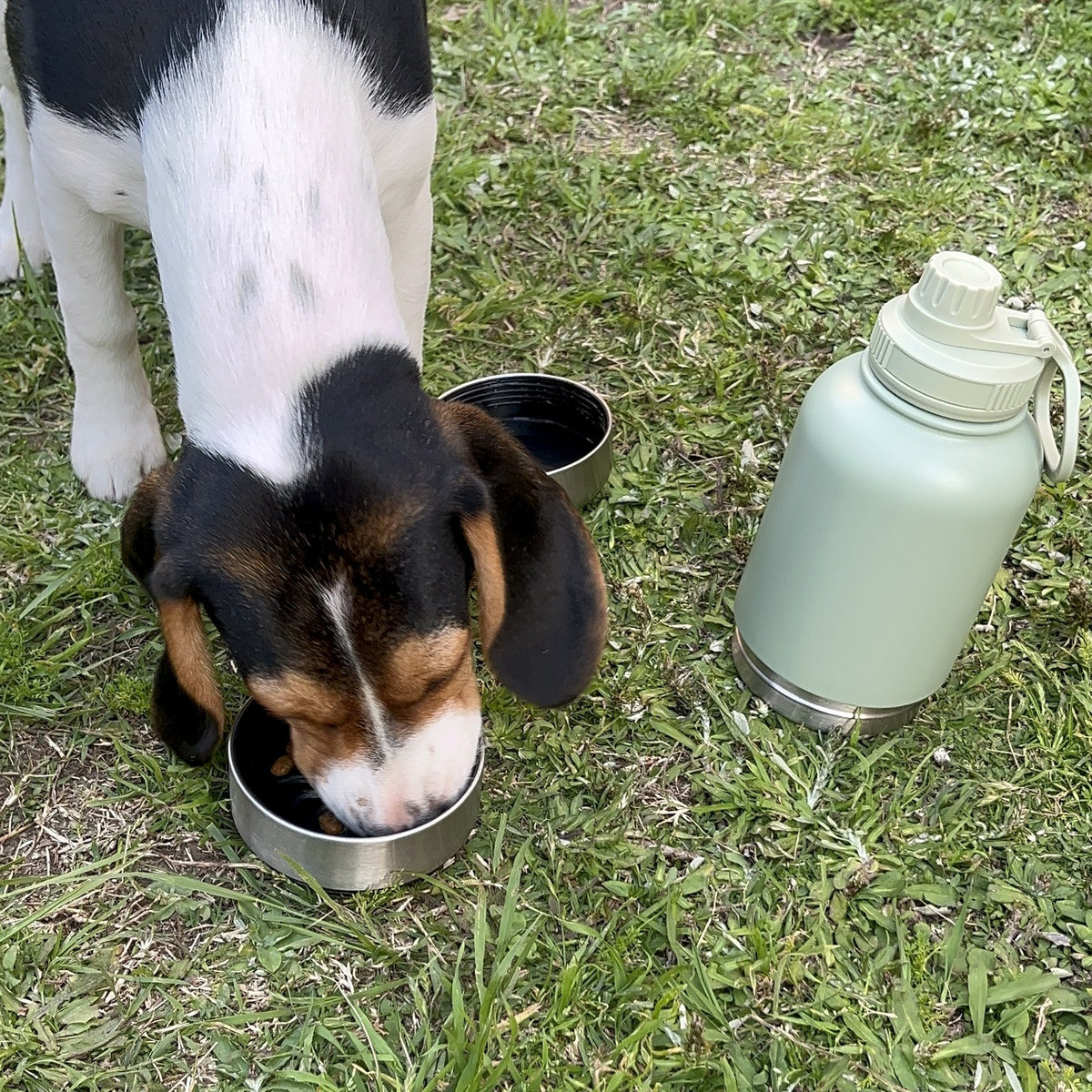 Botella térmica 3 en 1 para perros 950 ml